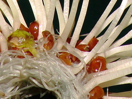 Buckwheat Sprouts